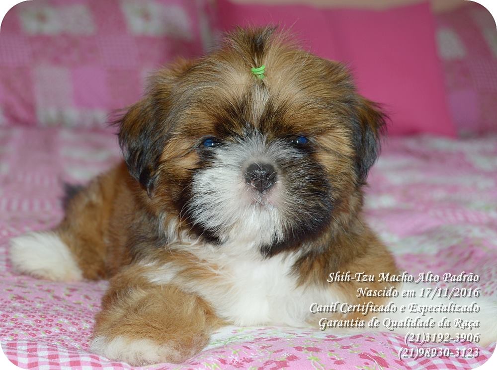 venda de filhote de shih tzu